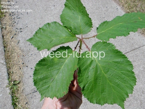 blackberry, Himalaya